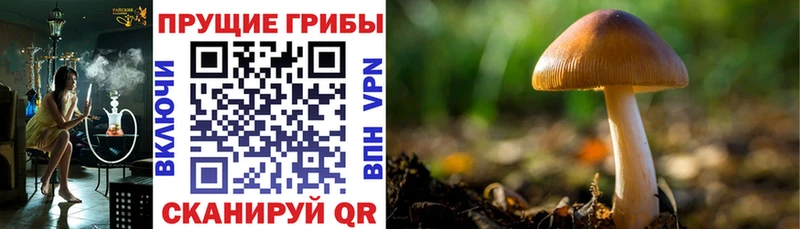 Купить закладки  Байкальск  Псилоцибиновые грибы Psilocybine cubensis 